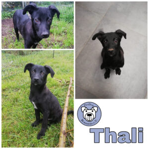 Thali in 54290 Trier