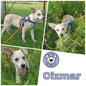 Cizmar in 18311 Ribnitz Damgarten