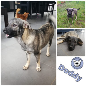 Doddy in 54290 Trier