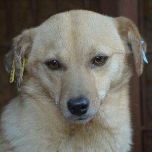 MAREK - auf Pflegestelle in PLZ 2 - vermittelt