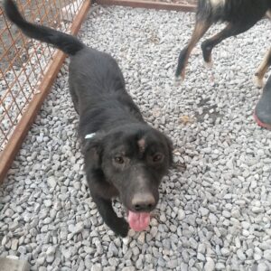 FIDEL - reserviert Tierhilfe Lebenswert DR - vermittelt