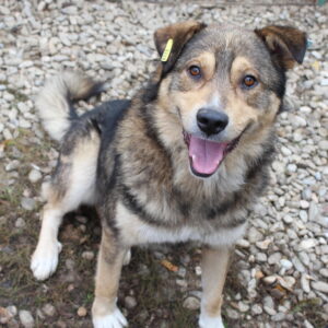 AKIRO - reserviert IH DR (16.01.) - vermittelt