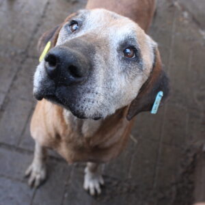 GUSTAV - RBB 12/2021