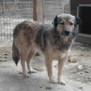 Lillybeth - vermisst 04/24