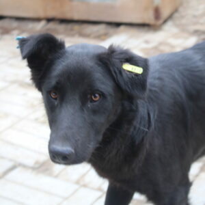 GERDA - vermisst 08/2022