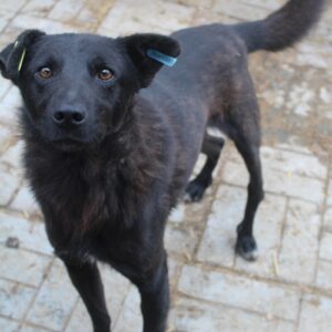 MANSOR - reserviert LS (5.9) vermittelt