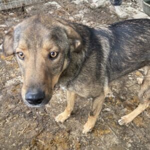 DOUGIE - vermittelt Manuela