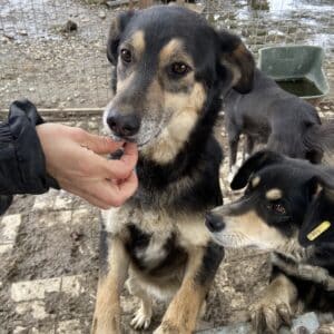 NILS - vermisst 11/24