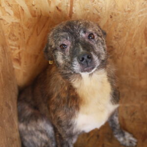 PIT - rechter Hinterlauf fehlt zur Hälfte - reserviert Tierhilfe Lebenswert DR (29.11.) - vermittelt