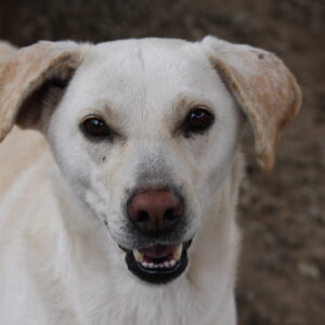 ETTA - reserviert Tierhilfe Lebenswert DR - vermittelt