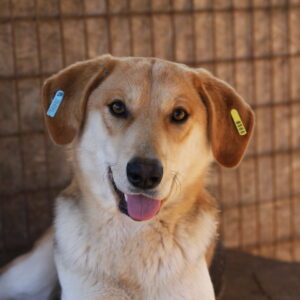 GIZMO - reserviert Tierhilfe Lebenswert DR (26.03.) - vermittelt