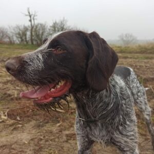 RUFUS in Thüringen *vermittelt*