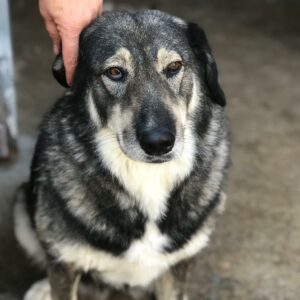 JUMIA - auf Pflegestelle in PLZ 91 *vermittelt*