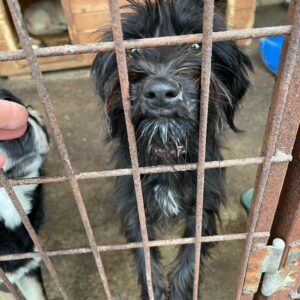 MIRA - reserviert Tierhilfe Lebenswert DR - vermittelt