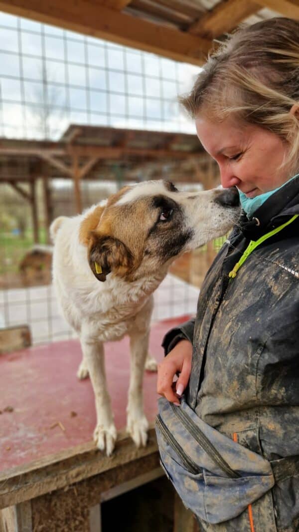 TAAVI (♂) - ausgereist zur Tierhilfe Lebenswert (AM) – Bild 13