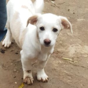 JAKOB - reserviert Tierhilfe Lebenswert DR (14.12.) - vermittelt