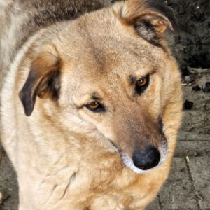 FRITZI - seit mindestens 2019 im Shelter