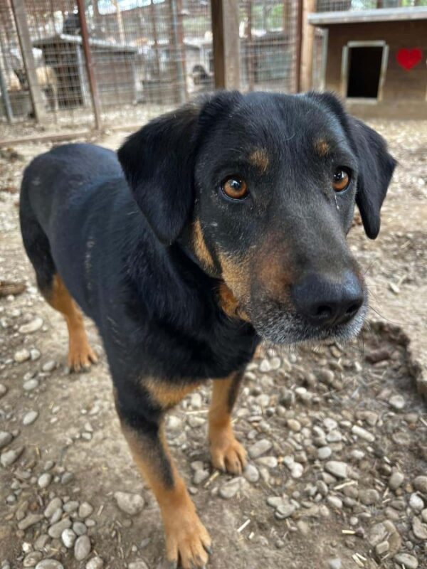 DOTTI (♀) - seit 2021 im Shelter – Bild 4