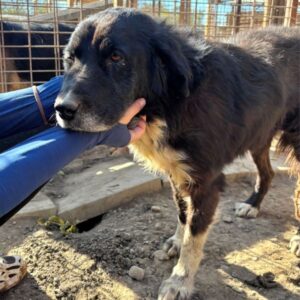 VICTORIA (♀) - seit mind. 2021 im Shelter!