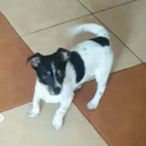 OLSON - reserviert IH DR (15.12.) - vermittelt