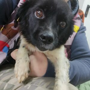 Lotus - RBB 31.12.2021