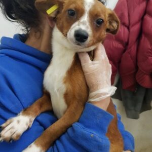 KALUA - reserviert Tierhilfe Lebenswert DR (13.12.) - vermittelt