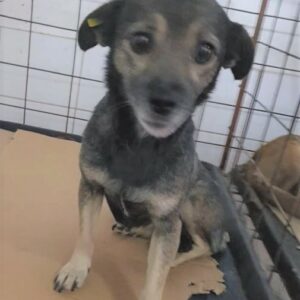 MIA - reserviert Tierhilfe Lebenswert DR (21.12.) - vermittelt