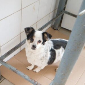 TRAUDEL - reserviert Tierhilfe Lebenswert DR (22.12.) - vermittelt