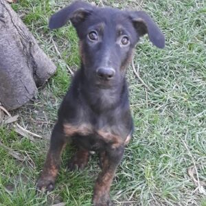 LOOPI - reserviert Tierhilfe Lebenswert DR (14.12.) - vermittelt