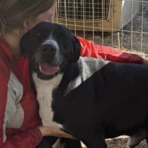 RUBEN (♂) - Staff-Mix - Vermittlung nur nach Österreich möglich (DNA Test erfolgt) - seit mindestens 2020 im Shelter