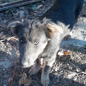 URSI - reserviert Tierhilfe Lebenswert DR (14.12.) - vermittelt