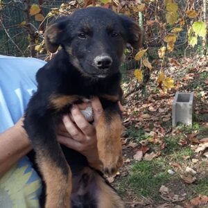 DORIN - reserviert IH DR (26.12.) - vermittelt