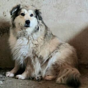 MELBA (♀)