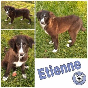 Etienne *vermittelt*