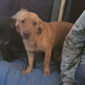 RALICA - reserviert IH DR (15.12.) - vermittelt