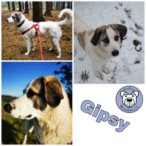 Gipsy in 15566 Schöneiche bei Berlin - vermittelt