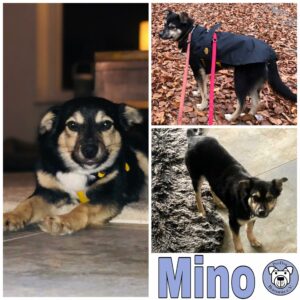 MIno in 71287 Weissach