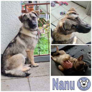 Nanu in 72147 Nehren *vermittelt*