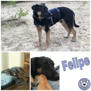 Felipe in 10317 Berlin *vermittelt*