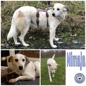 Nimaja in 44369 Dortmund