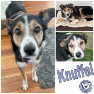 Knuffel in 24960 Munkbrarup/b. Flensburg