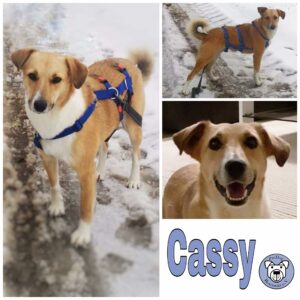 Cassy in 91757 Treuchtligen *vermittelt*