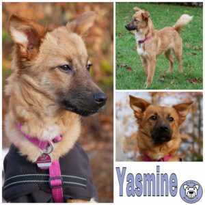 Yasmine in 21493 Möhnsen - vermittelt -