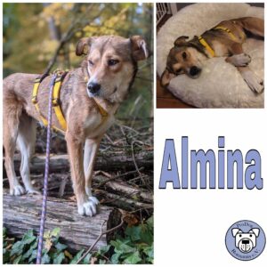 Almina in 63069 Offenbach *vermittelt*