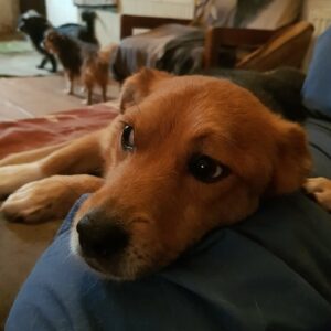 SISKO - reserviert IH DR (10.12) - vermittelt