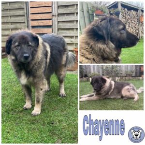 Chayenne in 46499 Hamminkeln