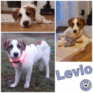 Levio in 38640 Goslar *vermittelt*