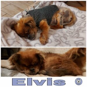 ELVIS - Gnadenplatzhund seit 15.12.2021 - RBB 07.01.2022