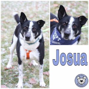 Josua in 96052 Bamberg *vermittelt*