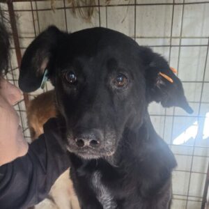 MILORD (♂) - seit mind. Dezember 2019 im Shelter